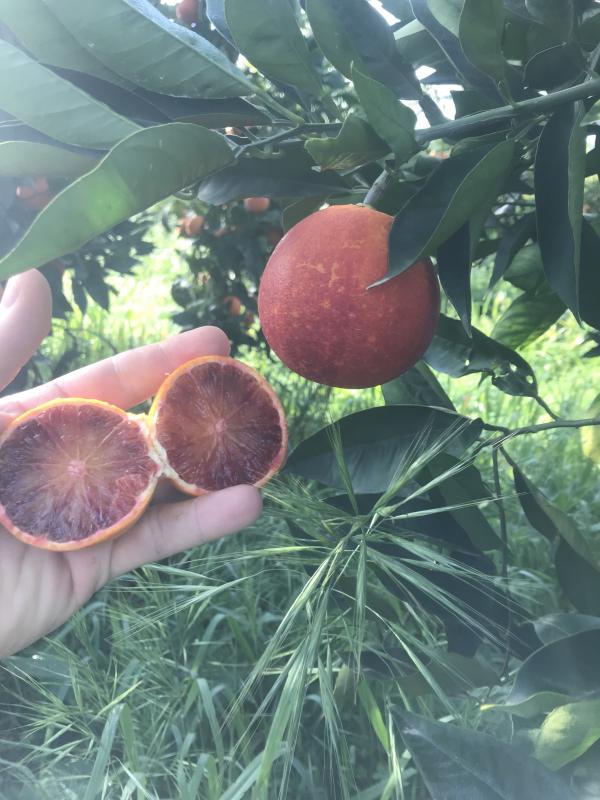 Tarocco spremuta + Tarocco tavola 